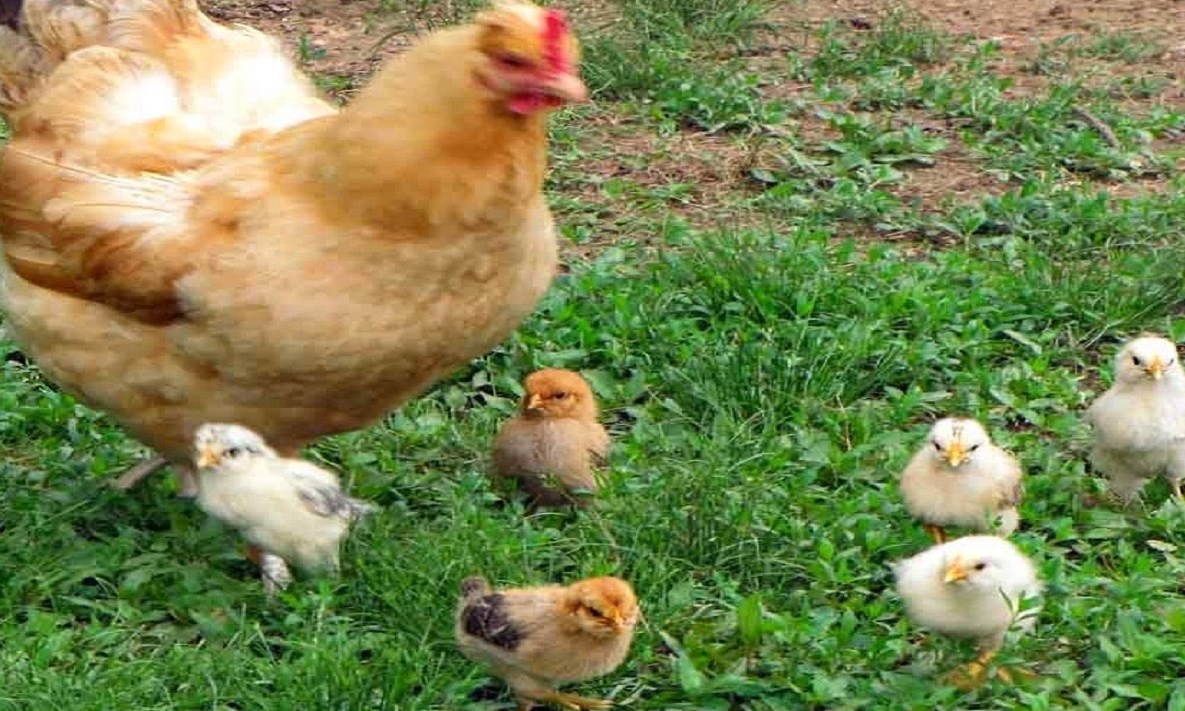 Sân gà vịt (Bài đọc hiểu lớp 4 - đề số 12)